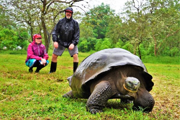 seeing the galapagos giant tortoises