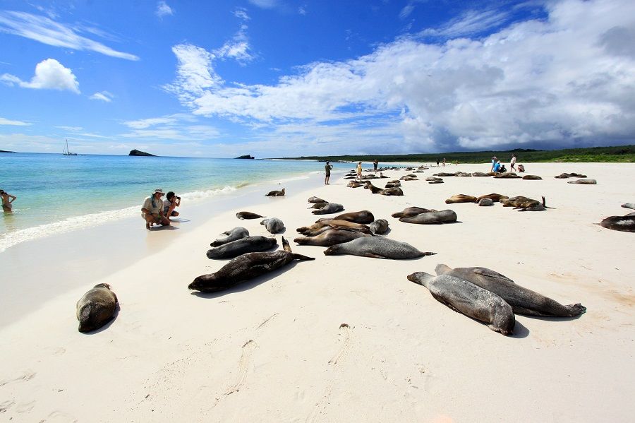 Sea lions of Galapagos