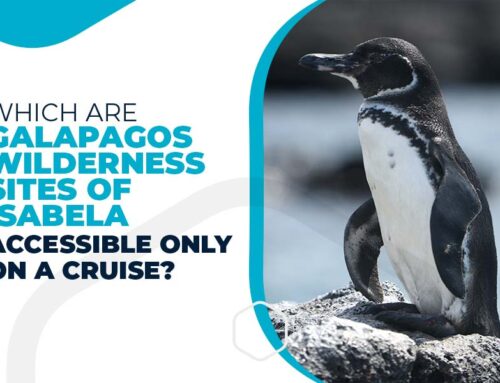 Which are Galapagos wilderness sites of Isabela accessible only on a cruise?