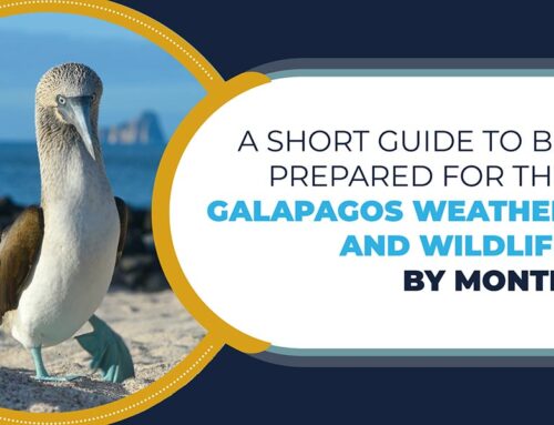 A short guide to be prepared for the Galapagos weather and wildlife by month