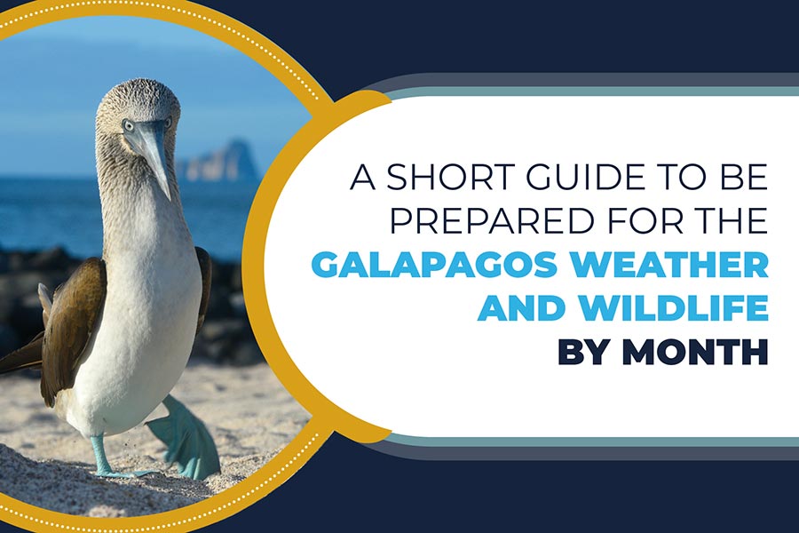 A short guide to be prepared for the Galapagos weather and wildlife by month