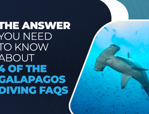 The answer you need to know about 4 of the Galapagos diving FAQs