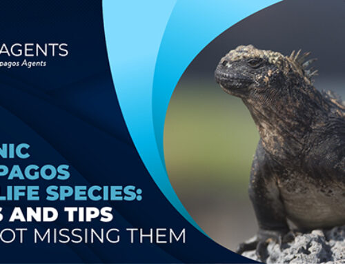 8 Iconic Galapagos Wildlife Species: Facts and tips for not missing them