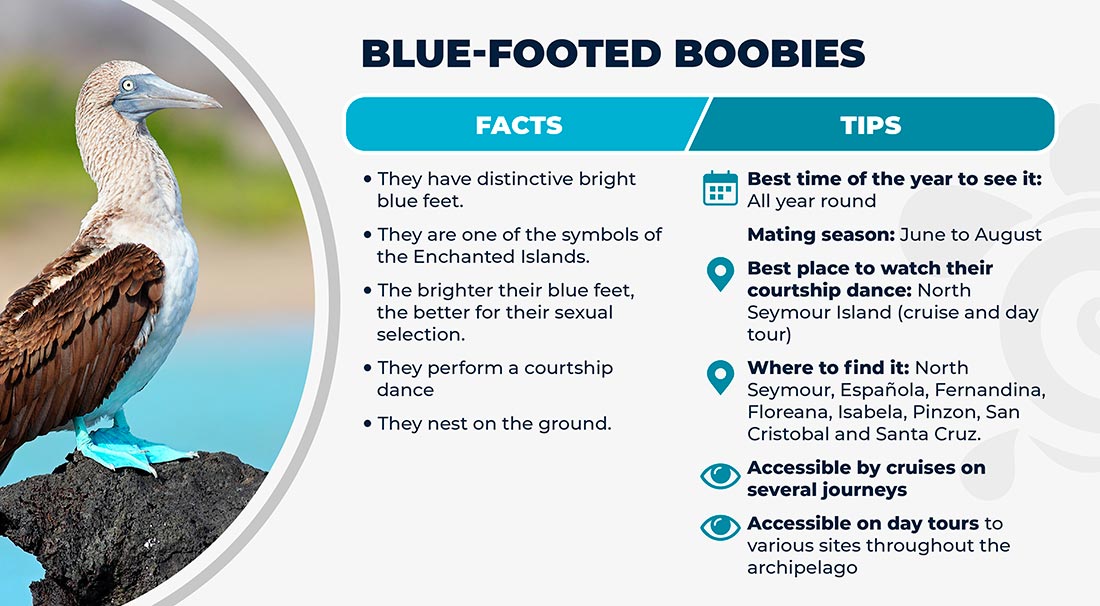 Blue footeed boobies facts and tips