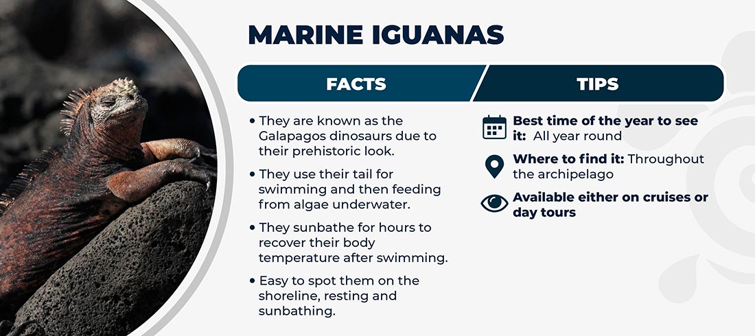 Marine iguana - Galapagos Islands - facts and tips