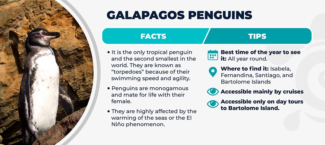 Galapagos penguins - Facts and Tips