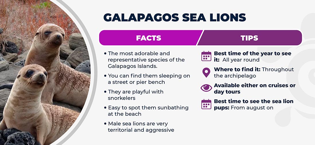 Galapagos sea lion - facts an tips