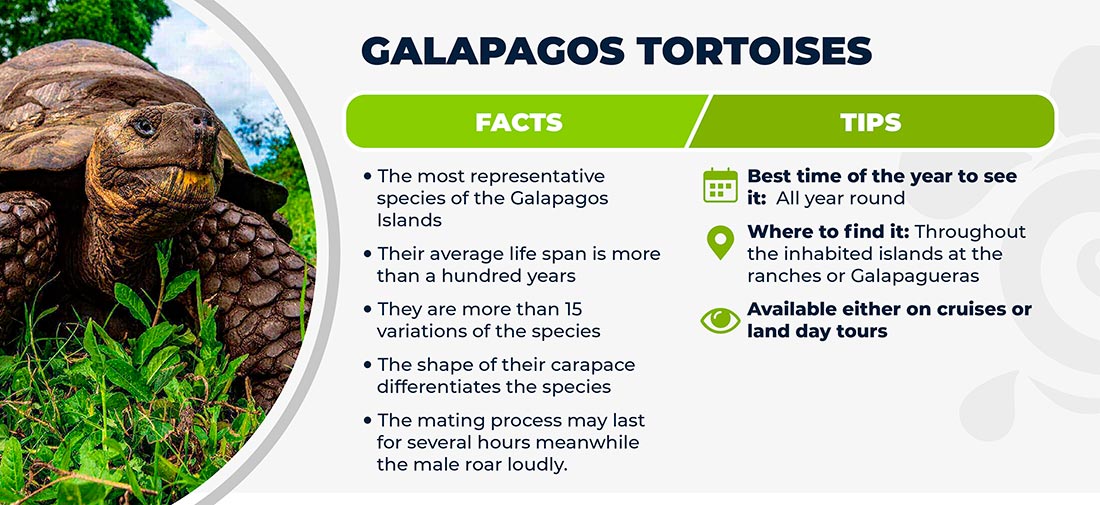 Galapagos tortoises - Facts and tips