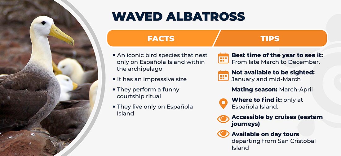 Galapagos Albatros - Facts and tips