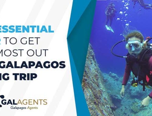The essential gear to get the most out of a Galapagos Diving Trip