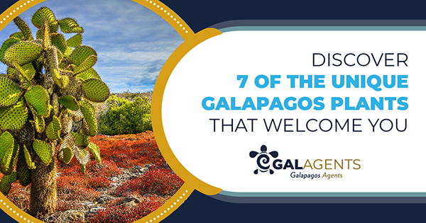 Discover 7 of the unique Galapagos plants that welcome you