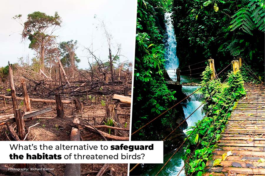 What is the alternative to safeguard the habitats of threatened birds by Galagents