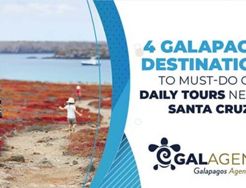 4 Galapagos destinations to must do on daily tours nearby Santa Cruz