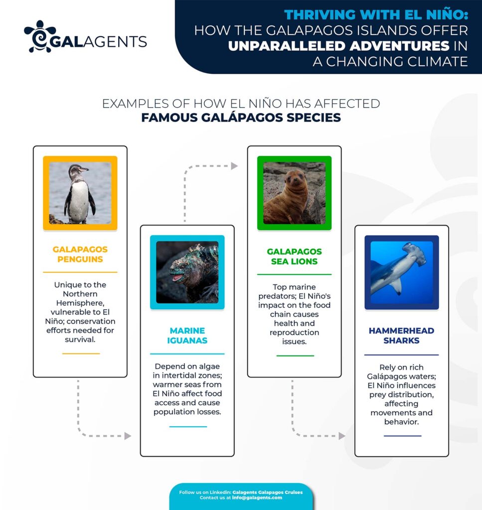 Examples of how el niño has affected famous galapagos species by Galagents