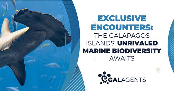 Exclusive Encounters: The Galapagos Islands’ Unrivaled Marine Biodiversity Awaits