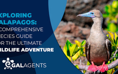 Exploring Galapagos: A Comprehensive Species Guide for the Ultimate Wildlife Adventure