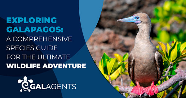 Exploring Galapagos: A Comprehensive Species Guide for the Ultimate Wildlife Adventure